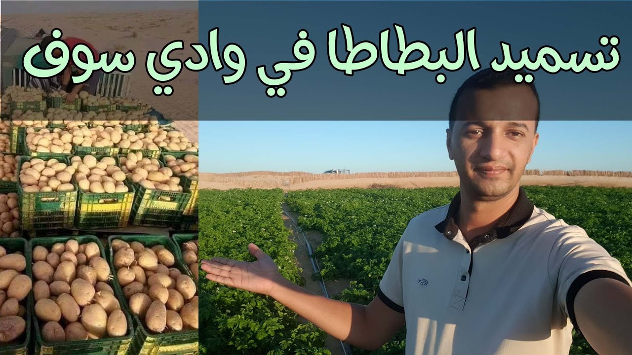 تسميد البطاطس في وادي سوف