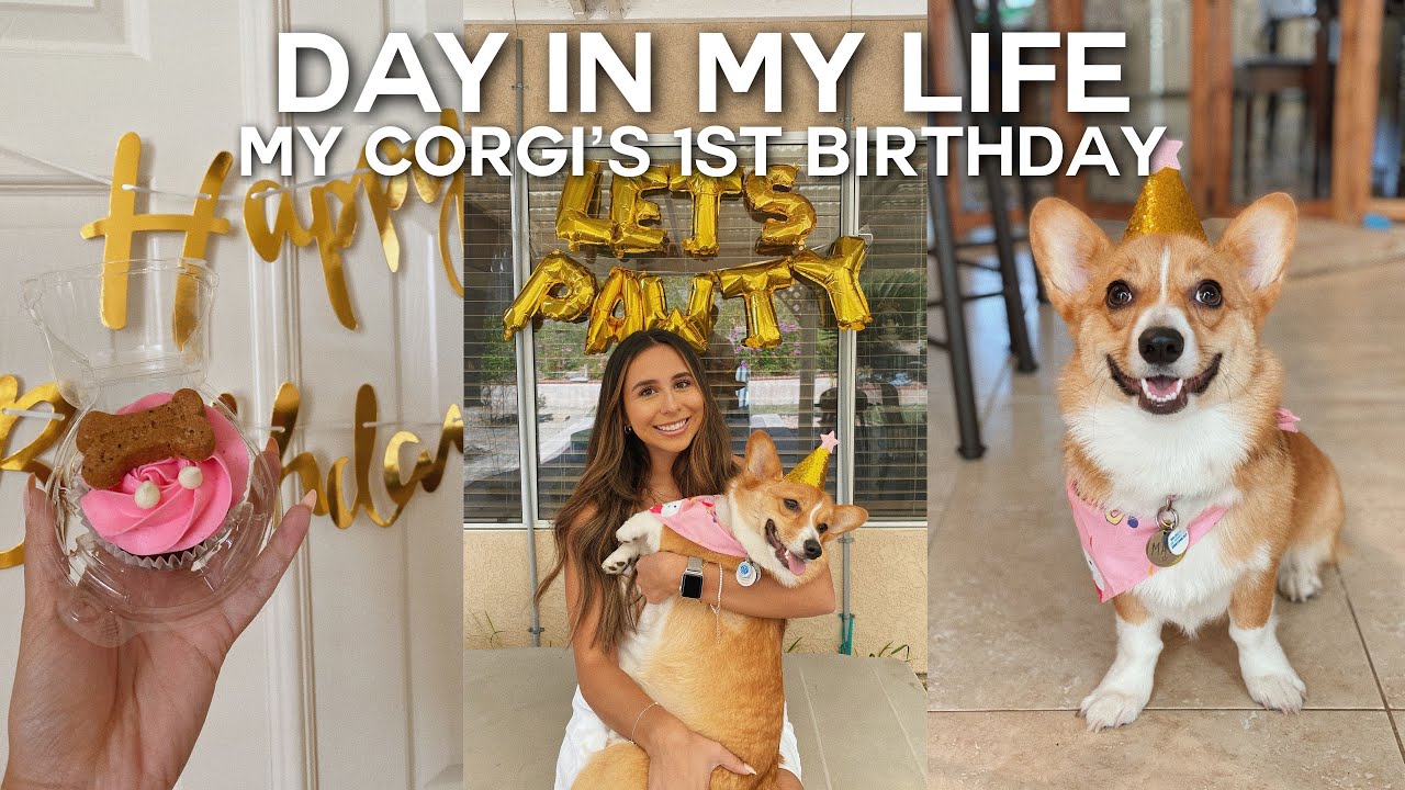 DAY IN MY LIFE CORGI EDITION | My Puppy’s 1st Birthday Party, Pup Cake, Dog Pool Party - Corgi Maui