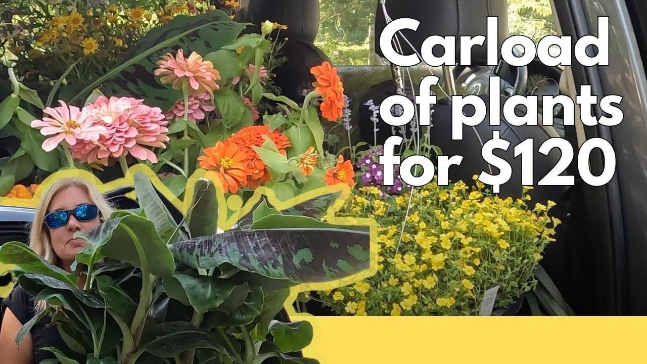 'Overserved' at the garden center 🌿 Accidental plant haul