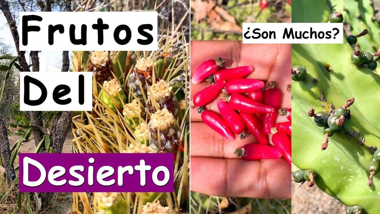 Frutos del Desierto | Biznagas | Garambullo | Tunas | Pitahaya | Pitaya | Desierto Verde