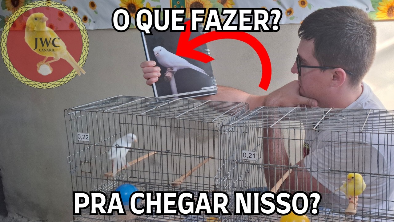 CANÁRIO BRANCO DOMINANTE! COMO REPRODUZIR? 