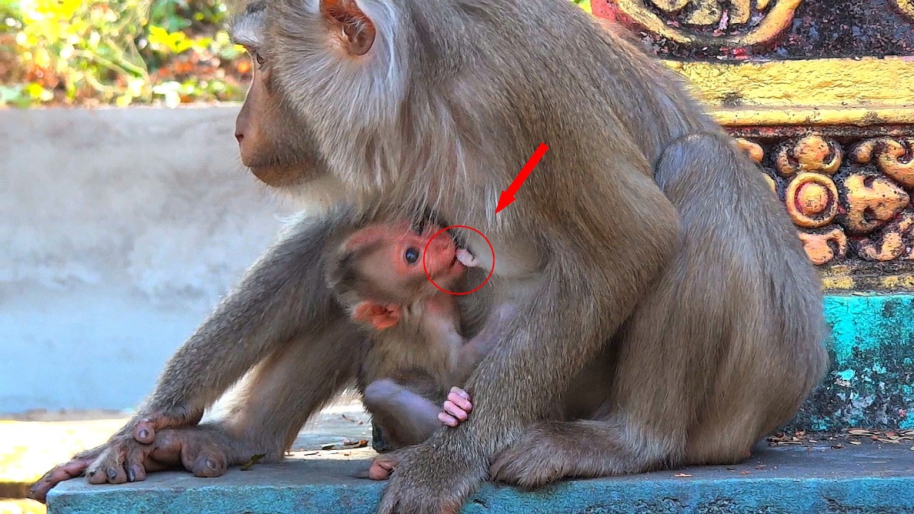 OMG, watch the baby monkey suckle its mother's milk with hunger.