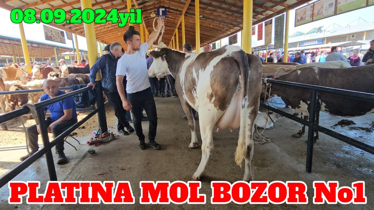 PLATINA MOL BOZOR SIGIRLAR NARXLARI JUDA ARZON SAVDOLAR ZO‘R BO‘LDI. LIKE 👍 BOSIB TAMOSHA QILING.