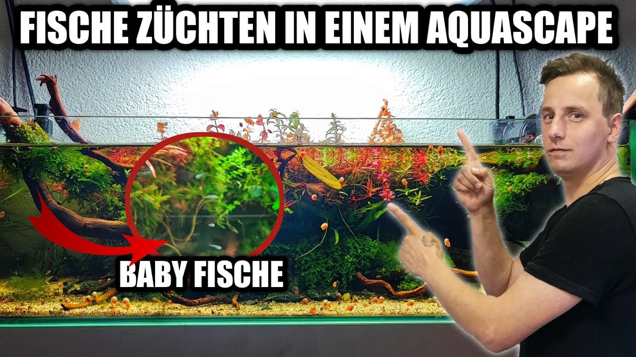 Fische züchten im Aquascape  |  Kardinalfisch – Tanichthys albonubes