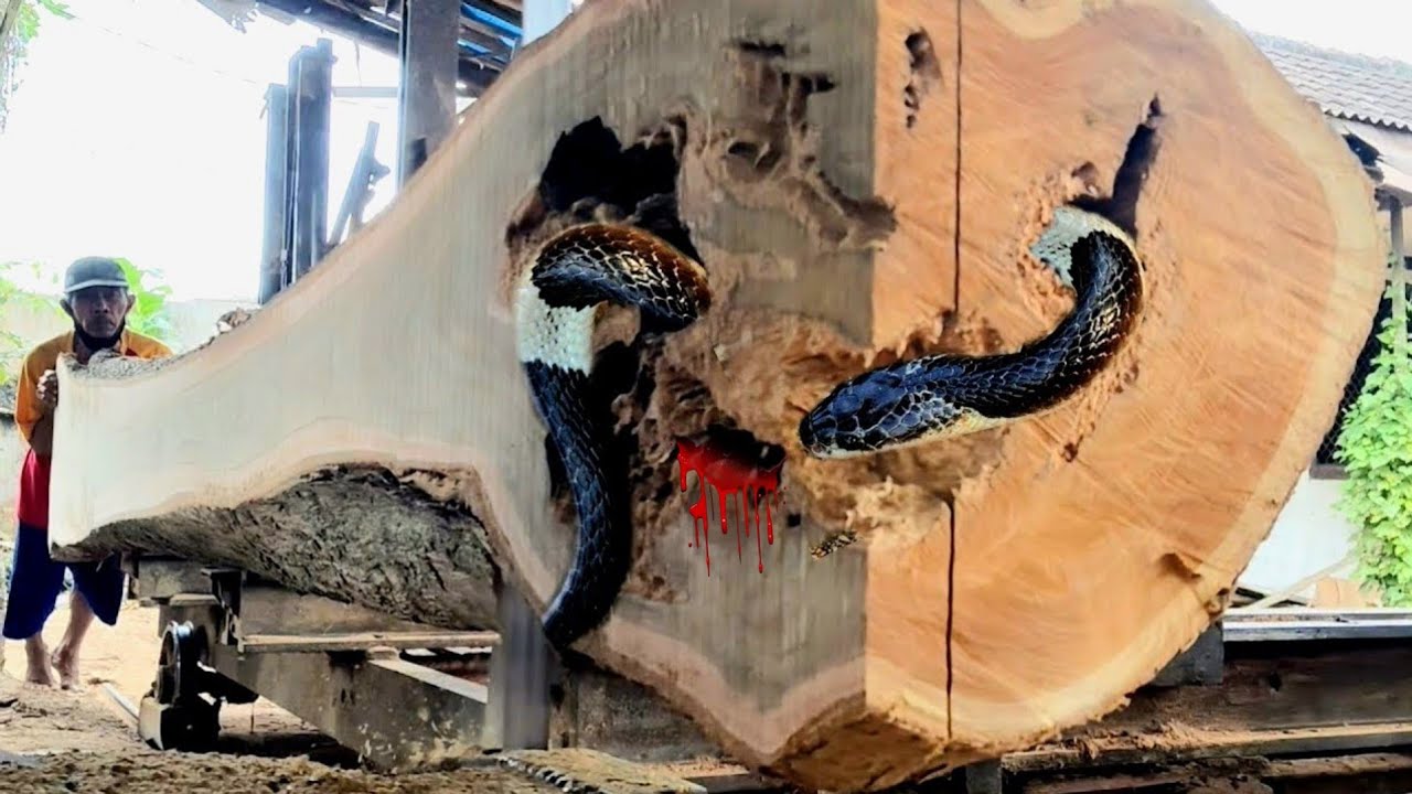 Trapped in a wood hole! The apparition of a terrifying hollow wood monster at the sawmill 
