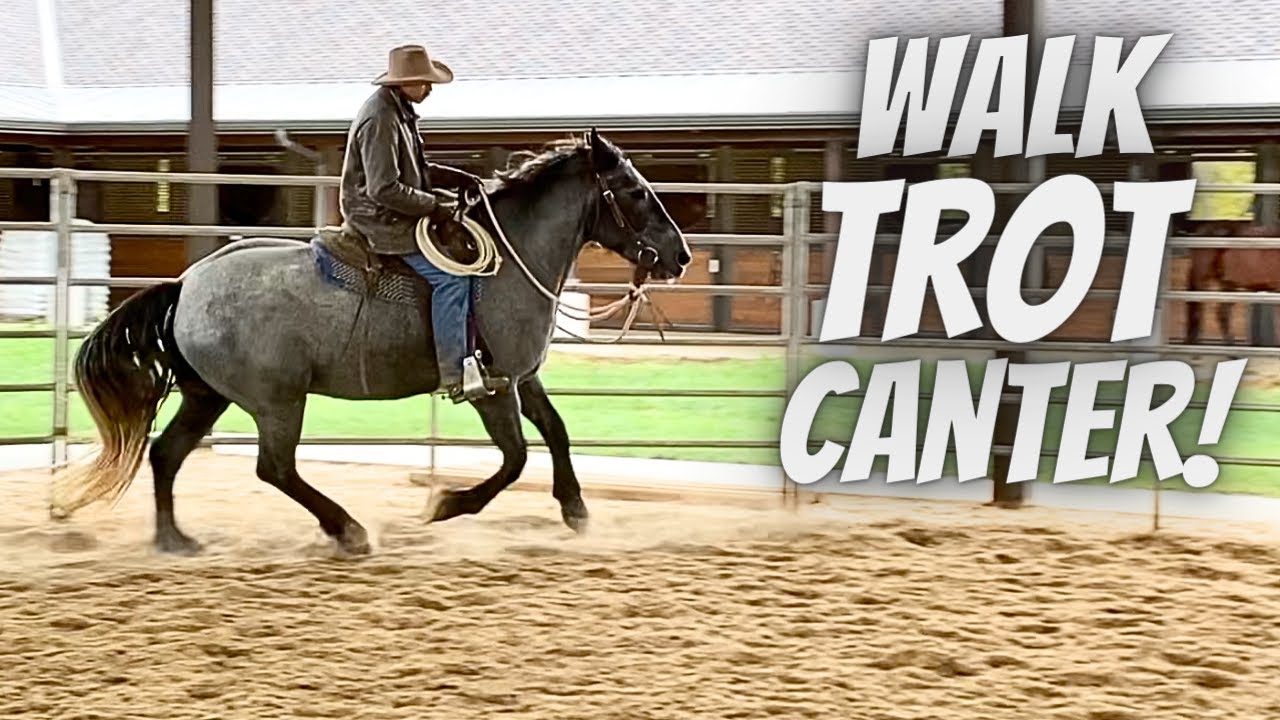 Training Marlin | Walk Trot Canter | Horse Training