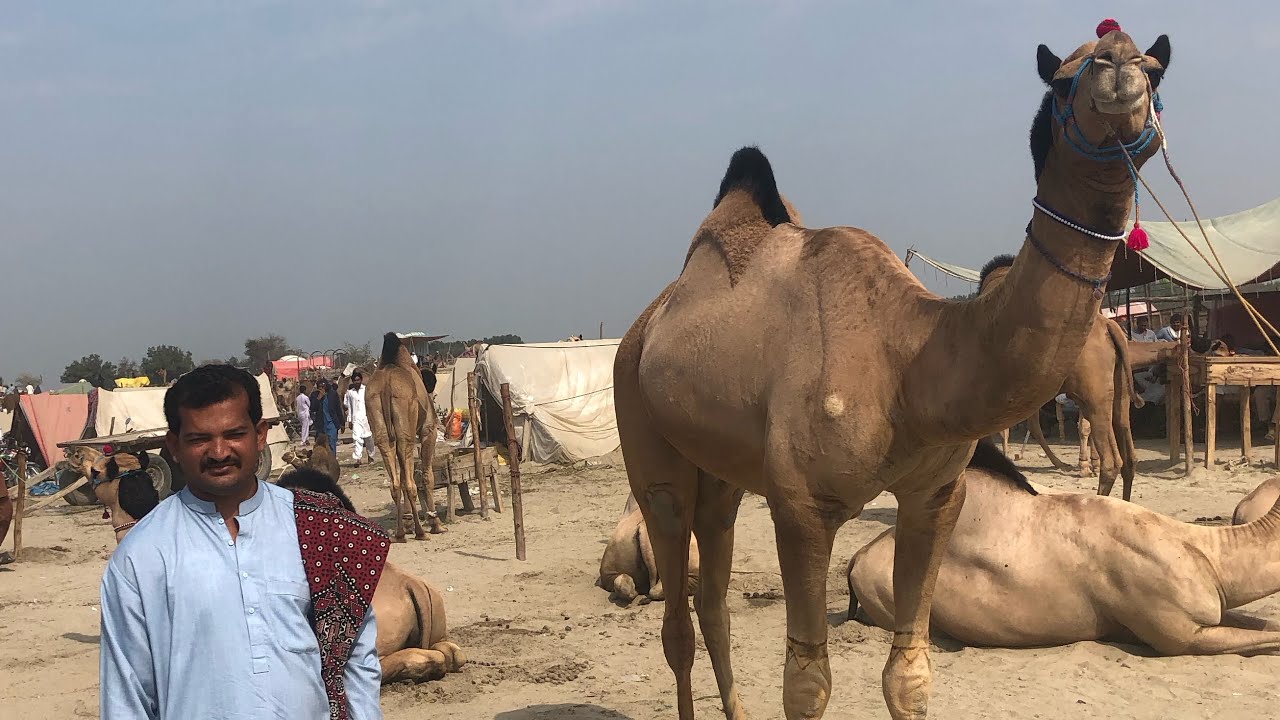 Camel Mundy view🐪🐫#foryoutube #nicespot #villagelife #pindvloge #viralvideo  #trending 