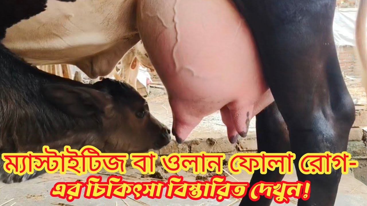 ম্যাস্টাইটিস রোগের চিকিৎসা|Treatment of mastitis|mollahkrishitv|