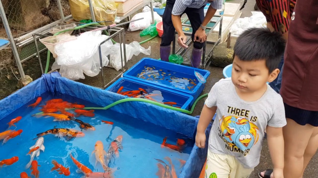 Chợ cá Koi Vạn Phúc - Hà Đông