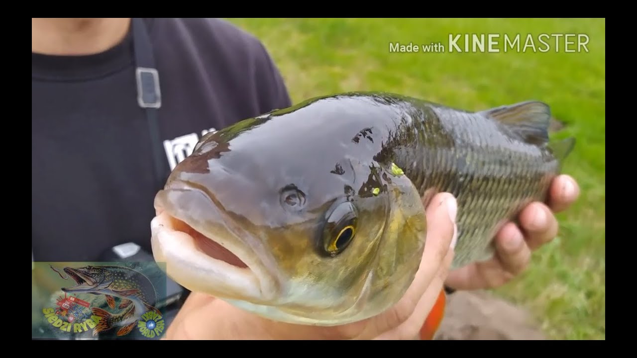 Rzeka Liwiec - Kleń 47cm (PZW Siedlce)