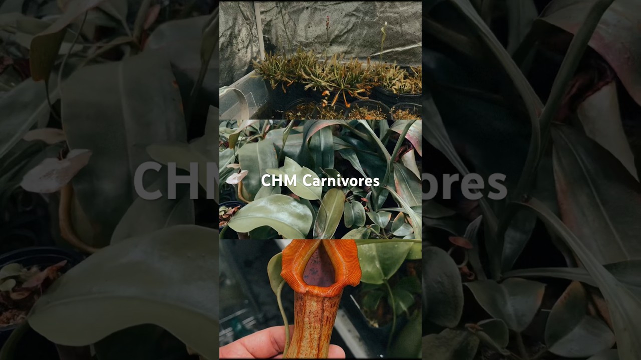 CHM Carnivores! Come experience a plant community the way it was meant to be! 