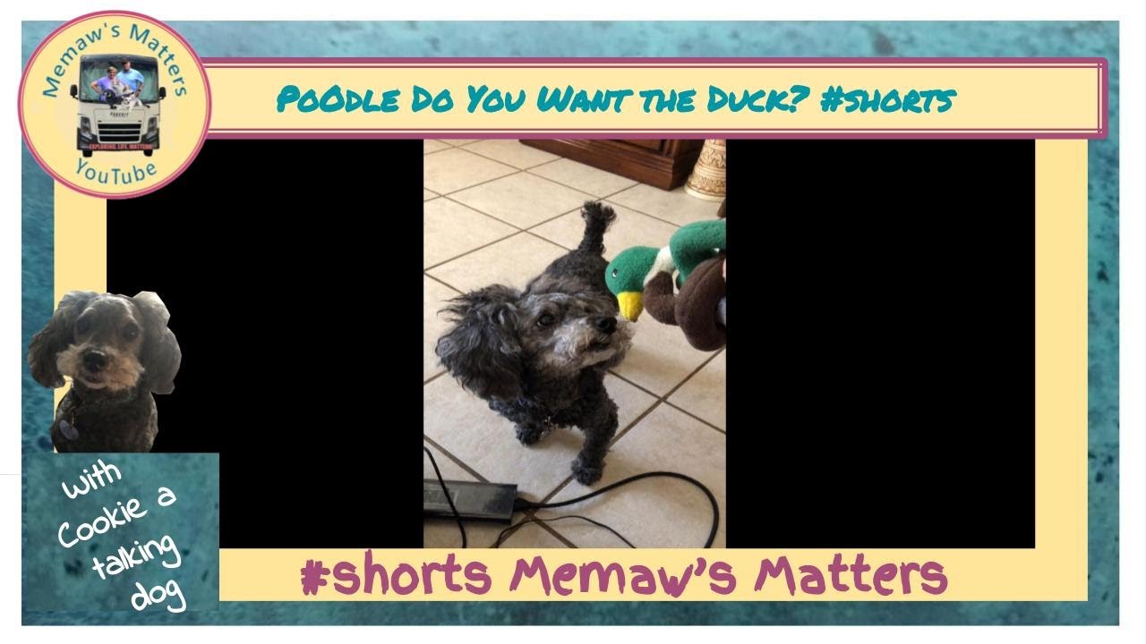 Poodle Do You Want The Duck? #shorts