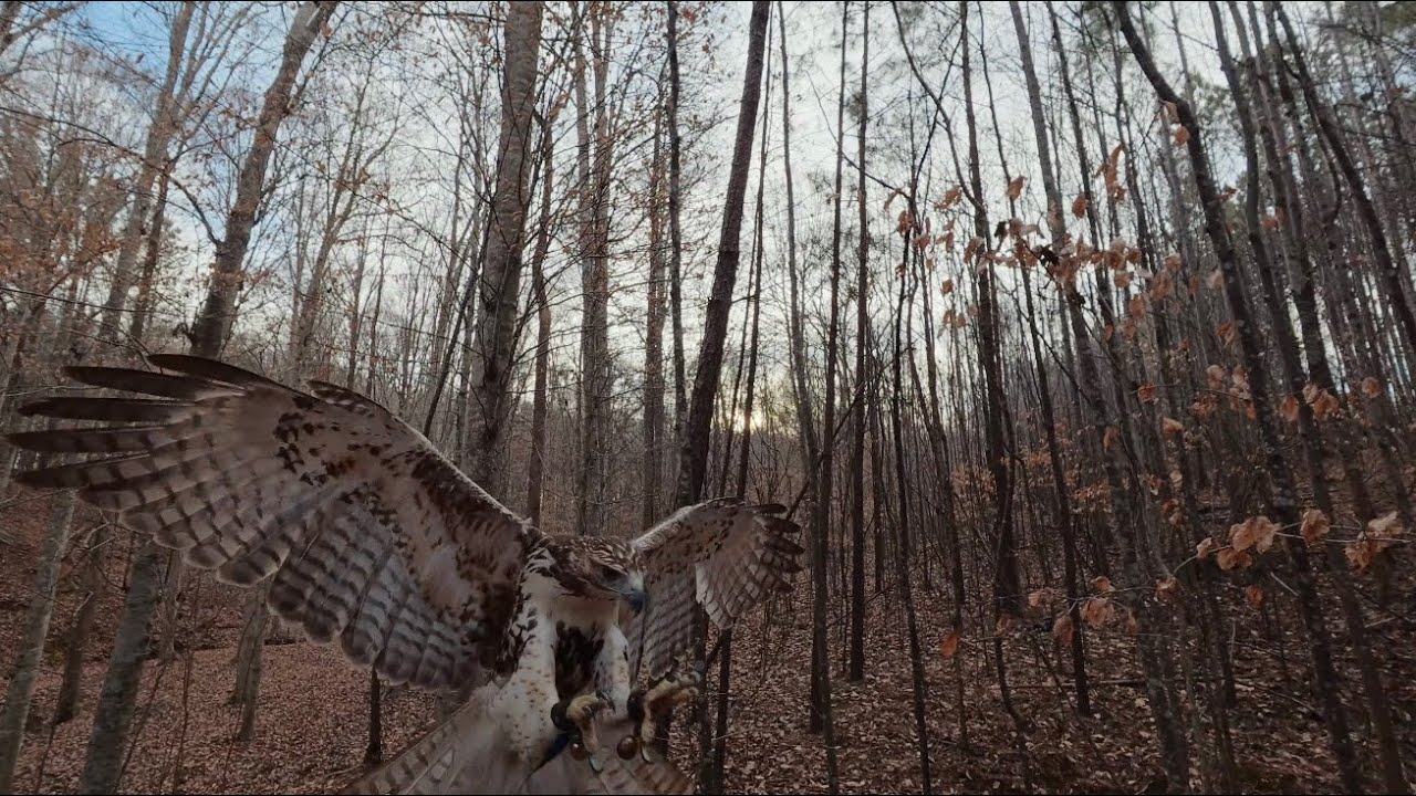 Ruby and Flare Squirrel Hunting. Falconry With Red-tailed Hawks