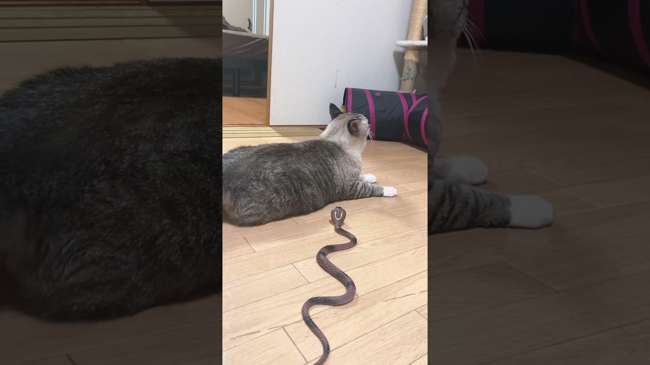 Удивленный кот