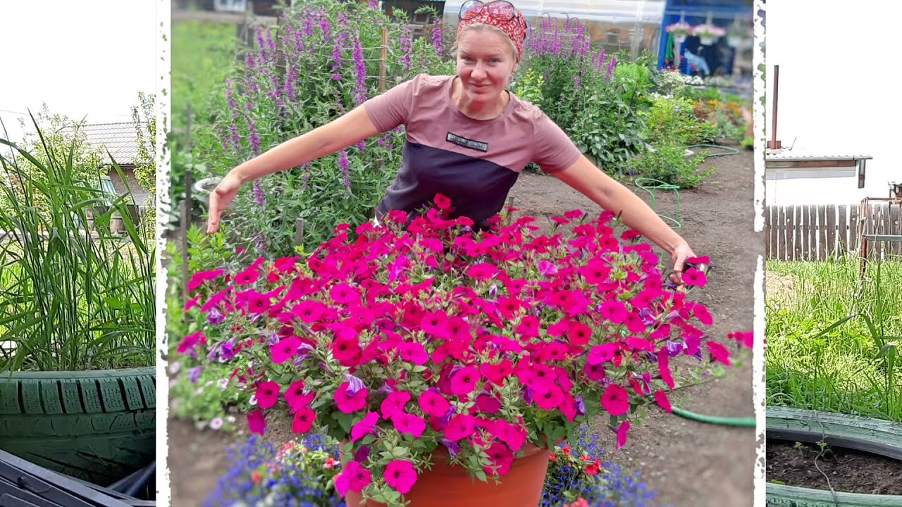 ПЕТУНИИ тайдалы в колесах, алиссум в бочке! Опыт и идея от Ани, какие нюансы важно знать