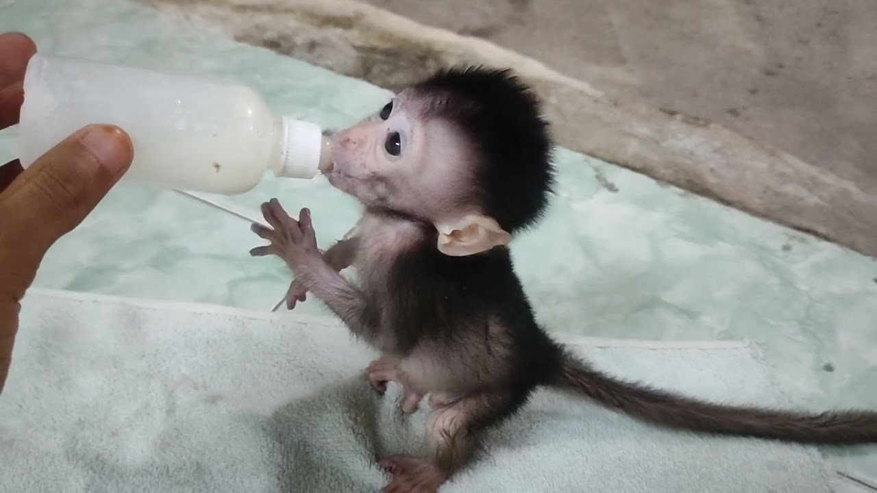 Daily monkey, Koko Mocil is starting to get naughty, hifh 😔