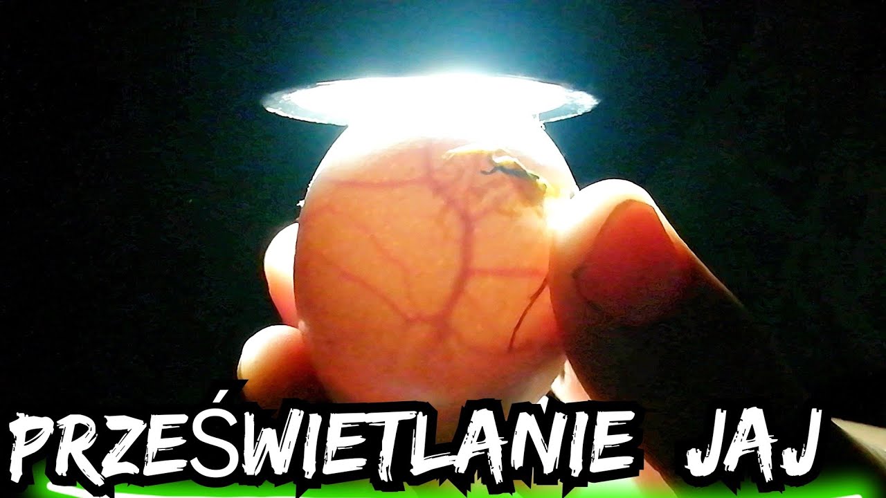Prześwietlam jaja 🥚🥚🔦.