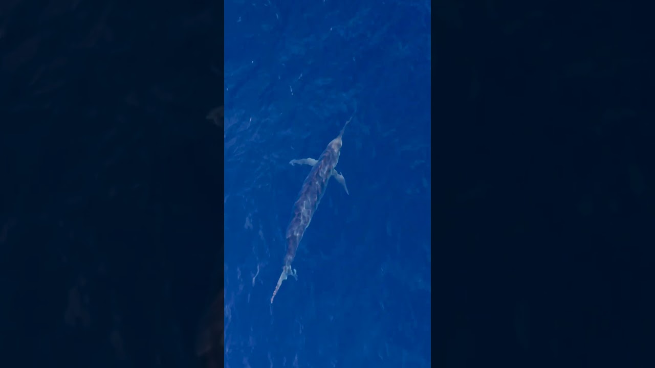 My most spectacular encounter to date: a blue marlin