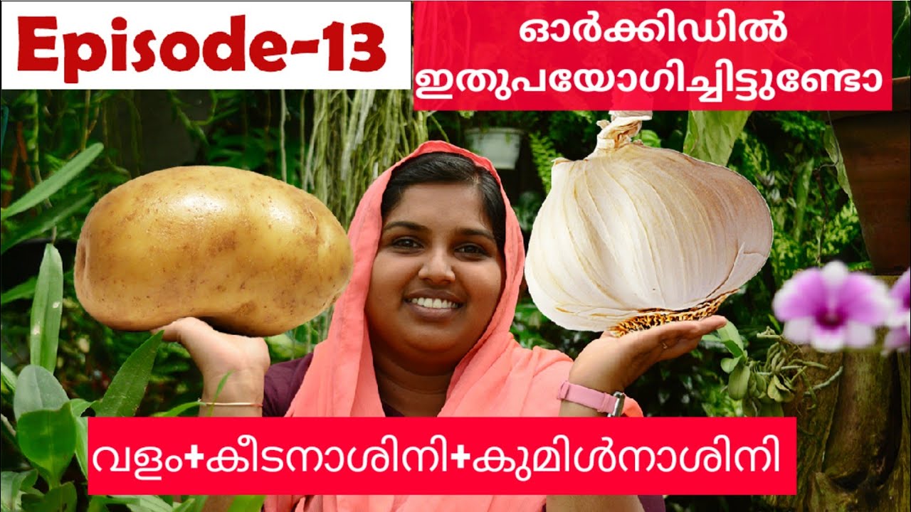 ഇതുമതി ഓർക്കിഡ് പന പോലെ വളരാൻ||potato&garlic ഉപയോഗിച്ചാൽ വിളവ് ഇരട്ടി EPISODE-13 organic fertilizer