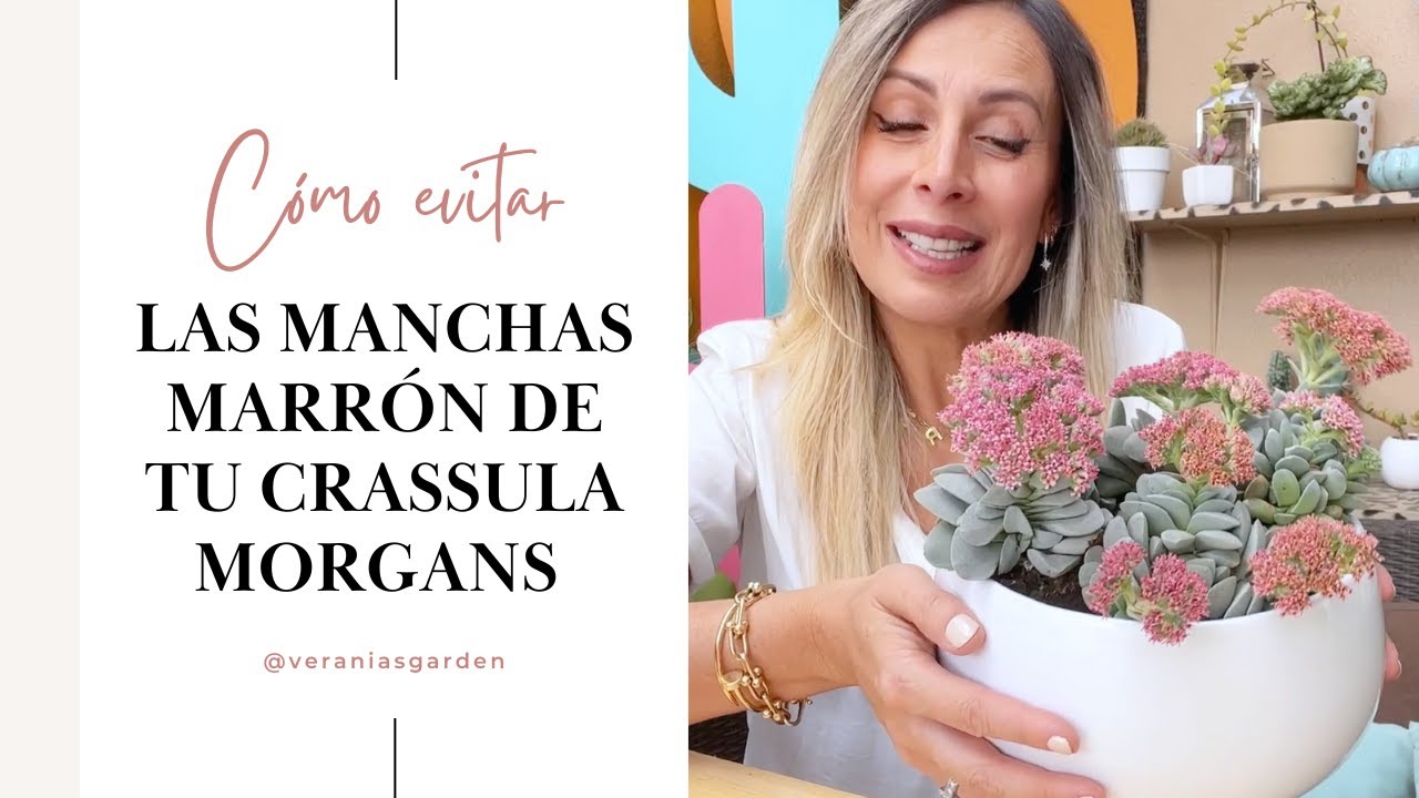Crassula Morgans, Cómo evitar manchas marrón en sus hojas