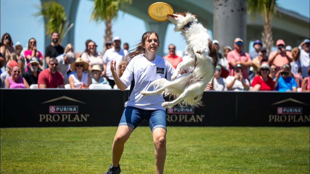 Tesla at Incredible Dog Challenge