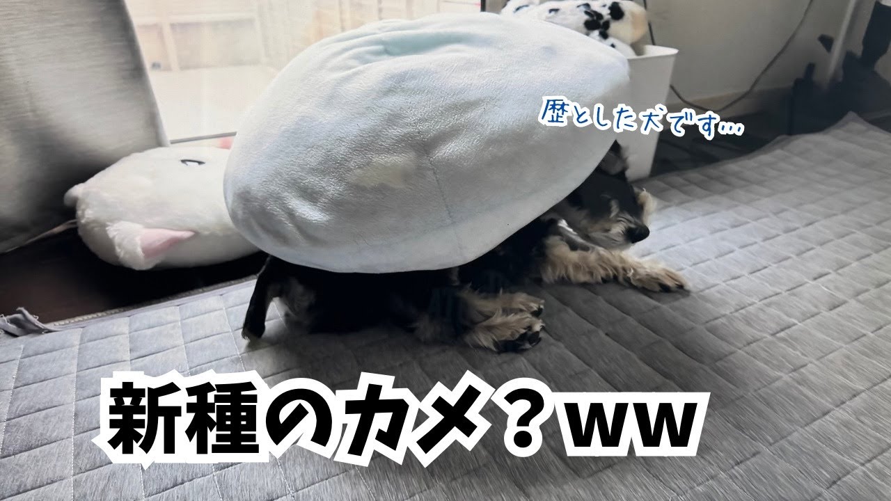 【愛犬の日常】寒がりな先輩が気づいたら新種のカメになってましたw w