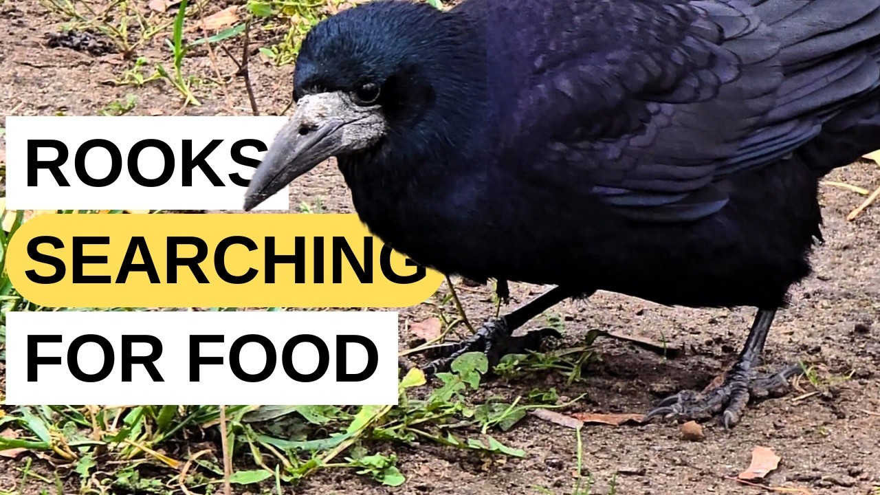Rooks Searching for Food in an Autumn City Park 🐦‍⬛🍂