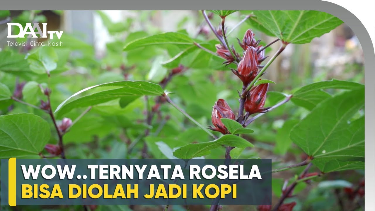 Tips Tanam dan Mengolah Rosela - Kebun Rosela Borobudur