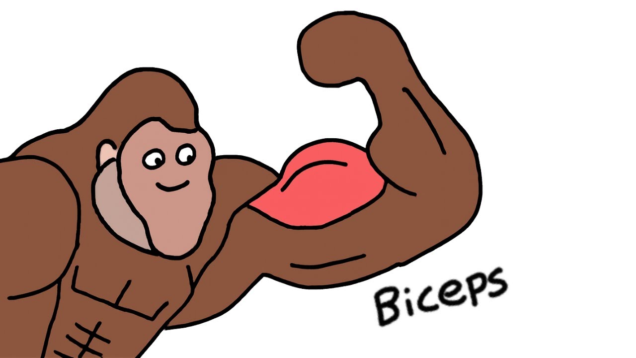 Por qué tus bíceps NO crecen por más que entrenes