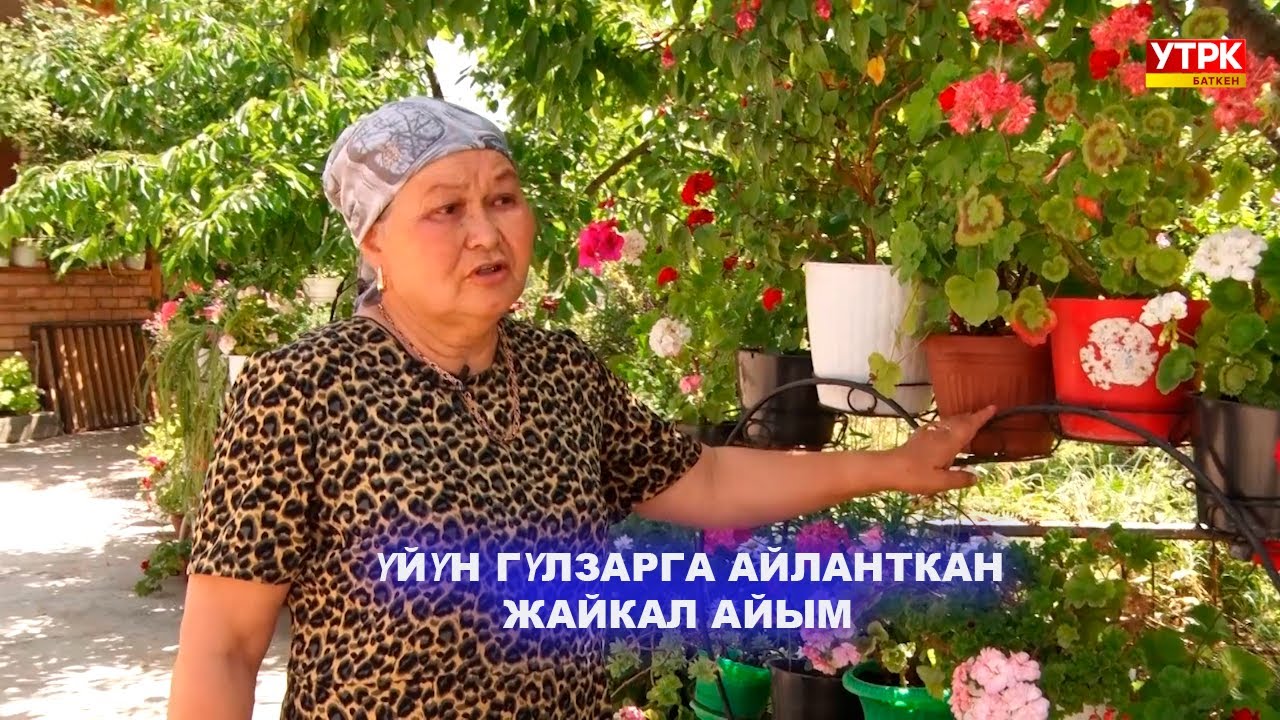 ҮЙҮН ГҮЛЗАРГА АЙЛАНТКАН ЖАЙКАЛ АЙЫМ