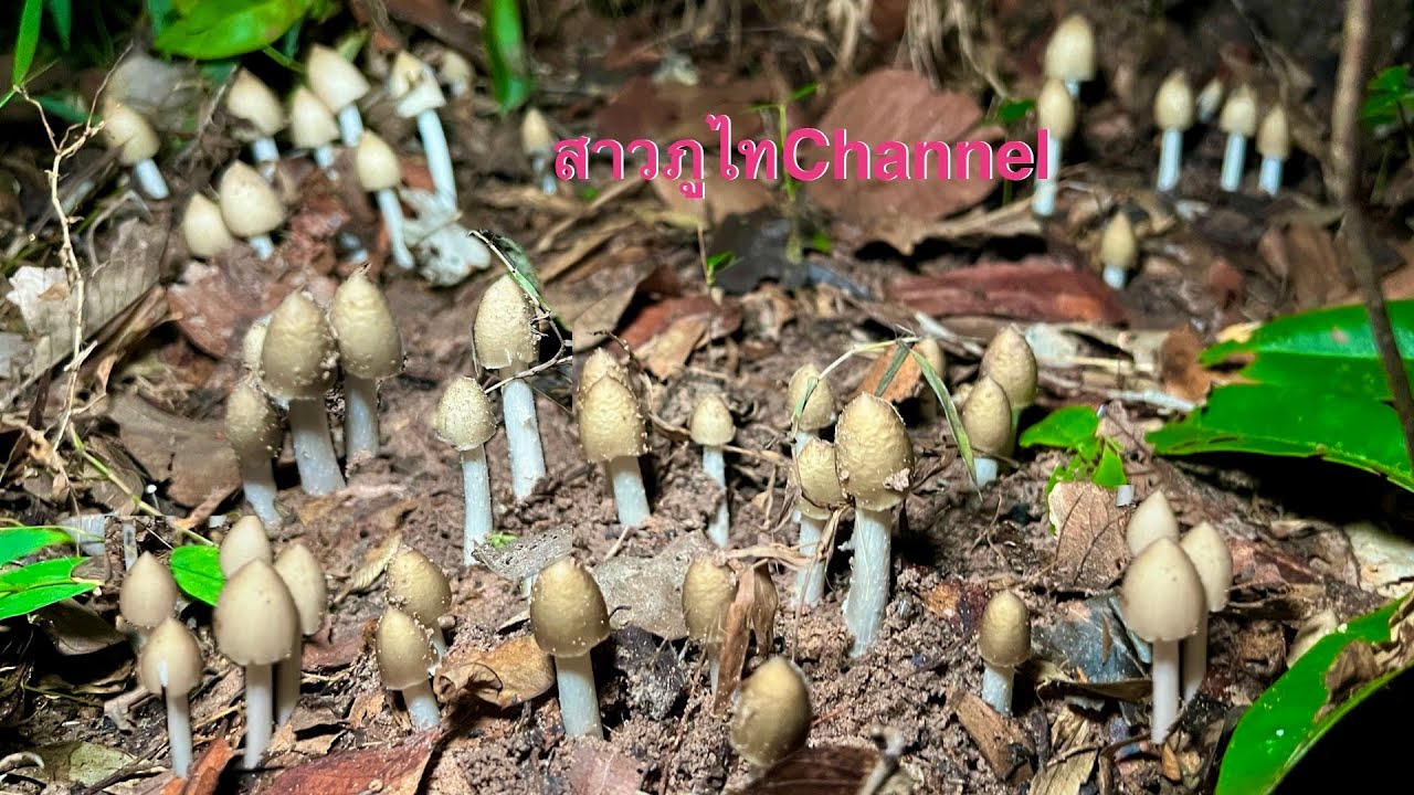 อลังการเห็ดปลวกหมู่ใหญ่ๆ ออกถี่ๆ ดอกตูมๆทั้งนั้น