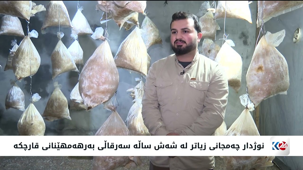 گەنجێک لە شیلادزێ رۆژانە 50 کیلۆ قارچک بەرهەمدەهێنێت