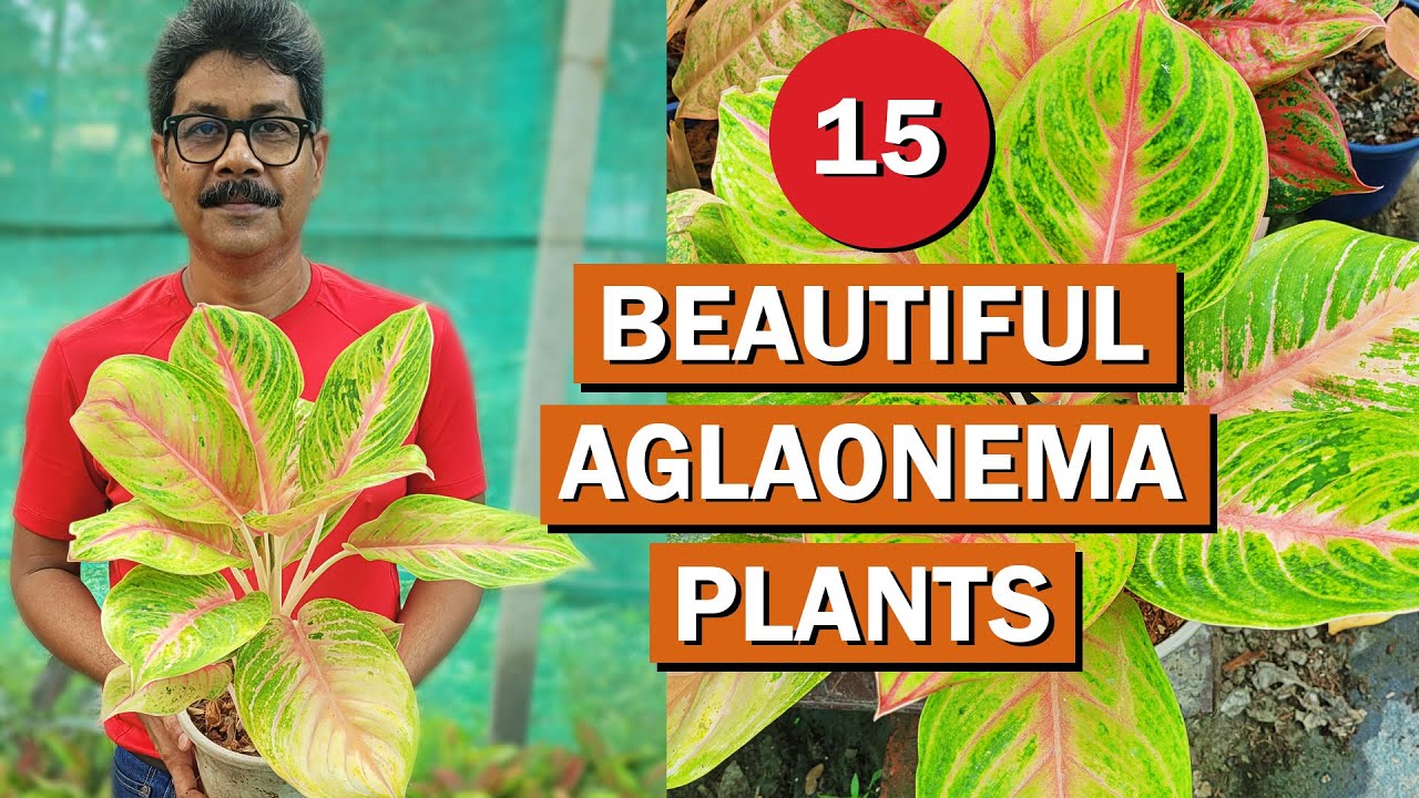 Top 15 Most Beautiful Aglaonema Varieties 🌺Aglonema Plant Care Tips 🌺 Chinese Evergreen CARE Tips
