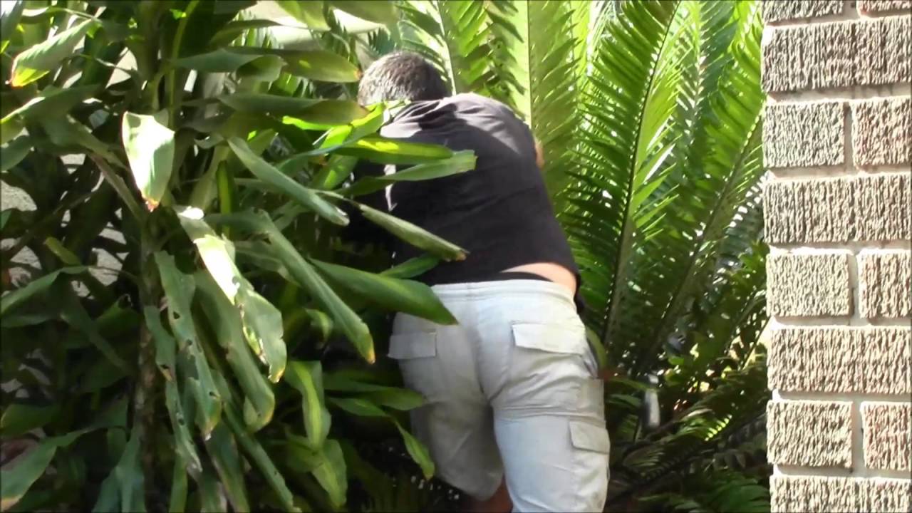 Black Mamba removals in Durban, South Africa