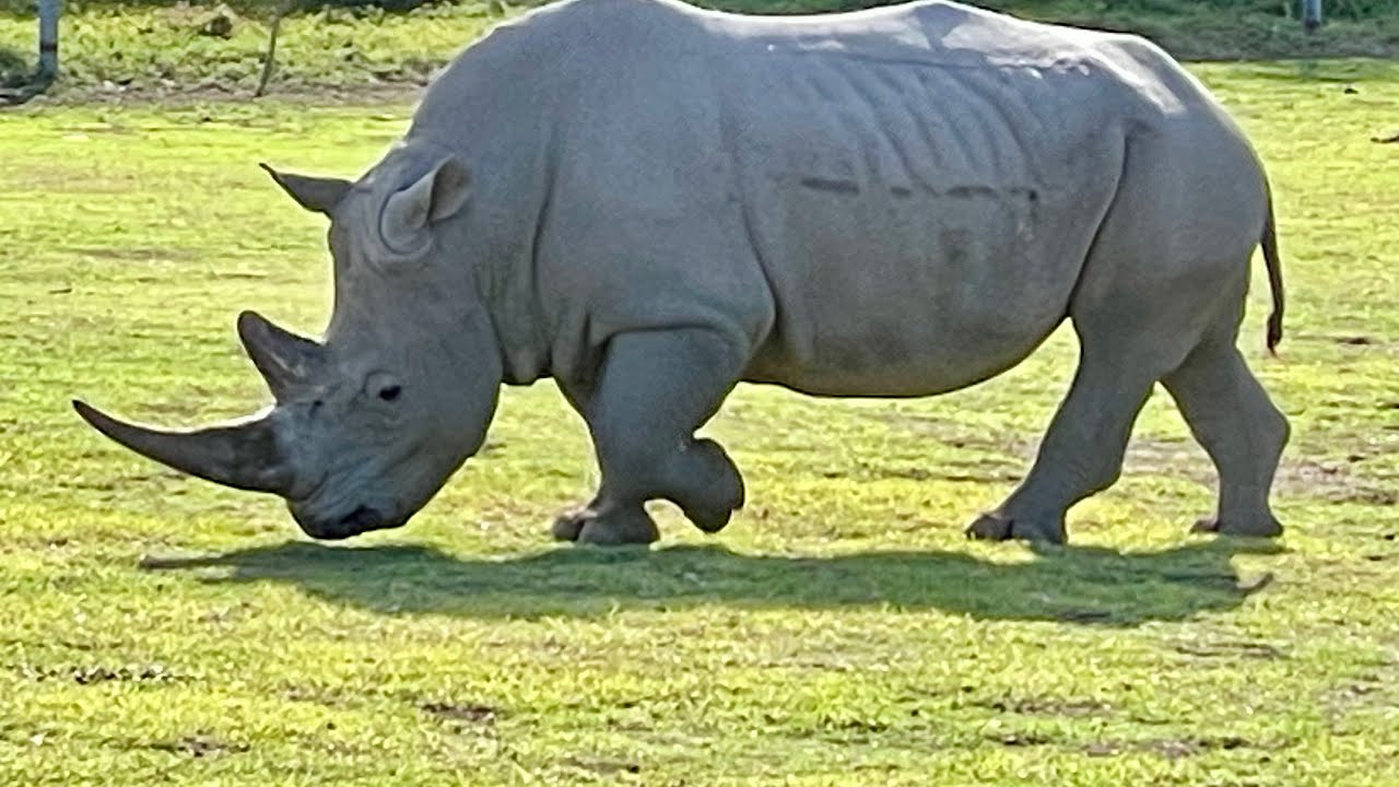 Werribee Open Range Zoo