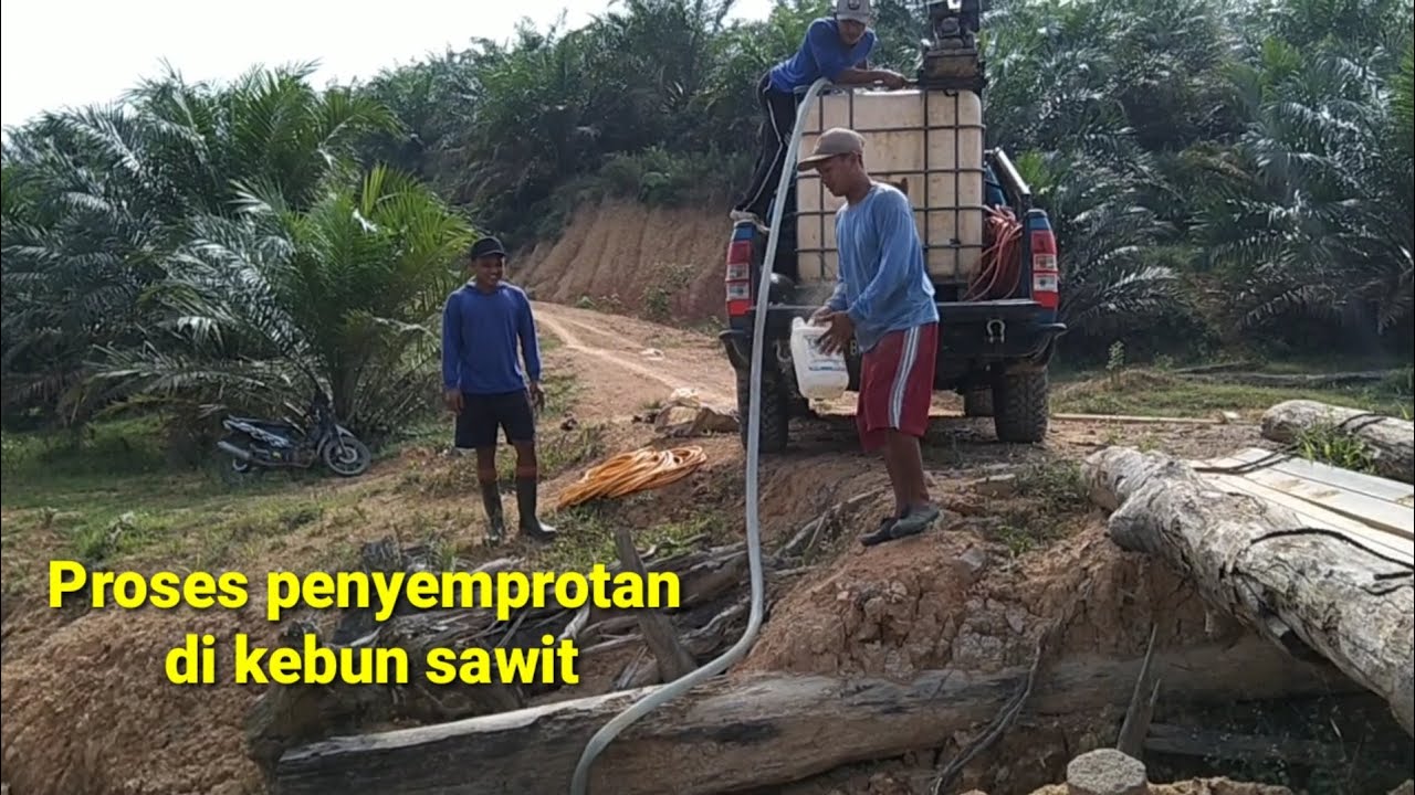 Penyemprotan rumput di kebun sawit, menggunakan selang 200meter/lebih
