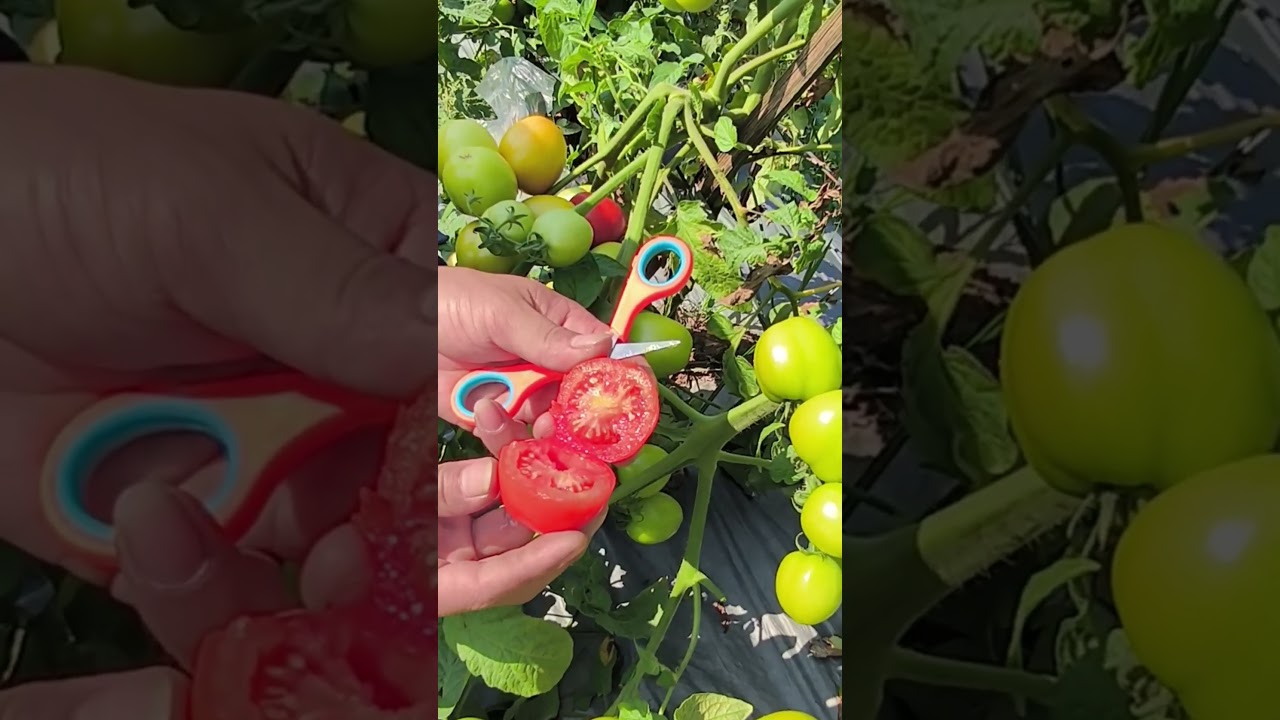 budidaya tanaman tomat buahnya laku dipasaran