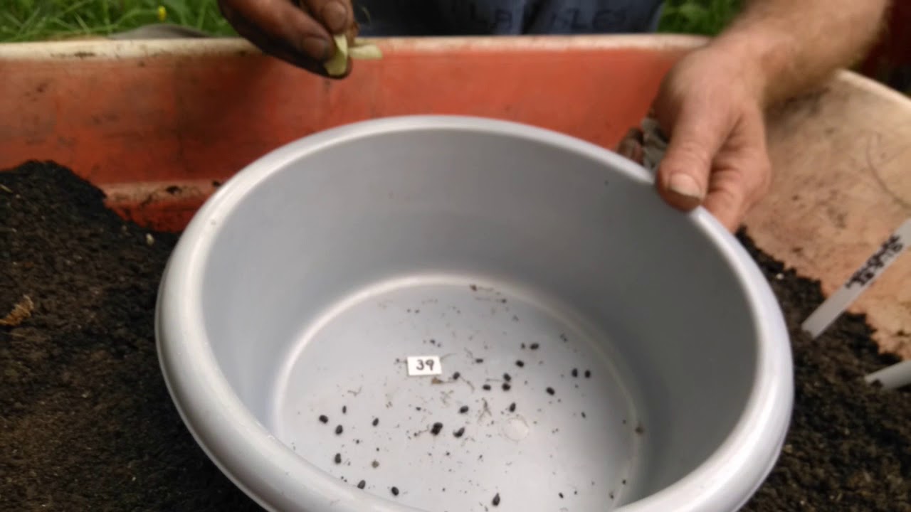 How to breed hellebores part 2