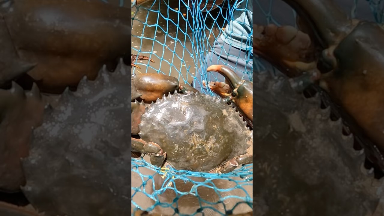 Giant Mud Crab