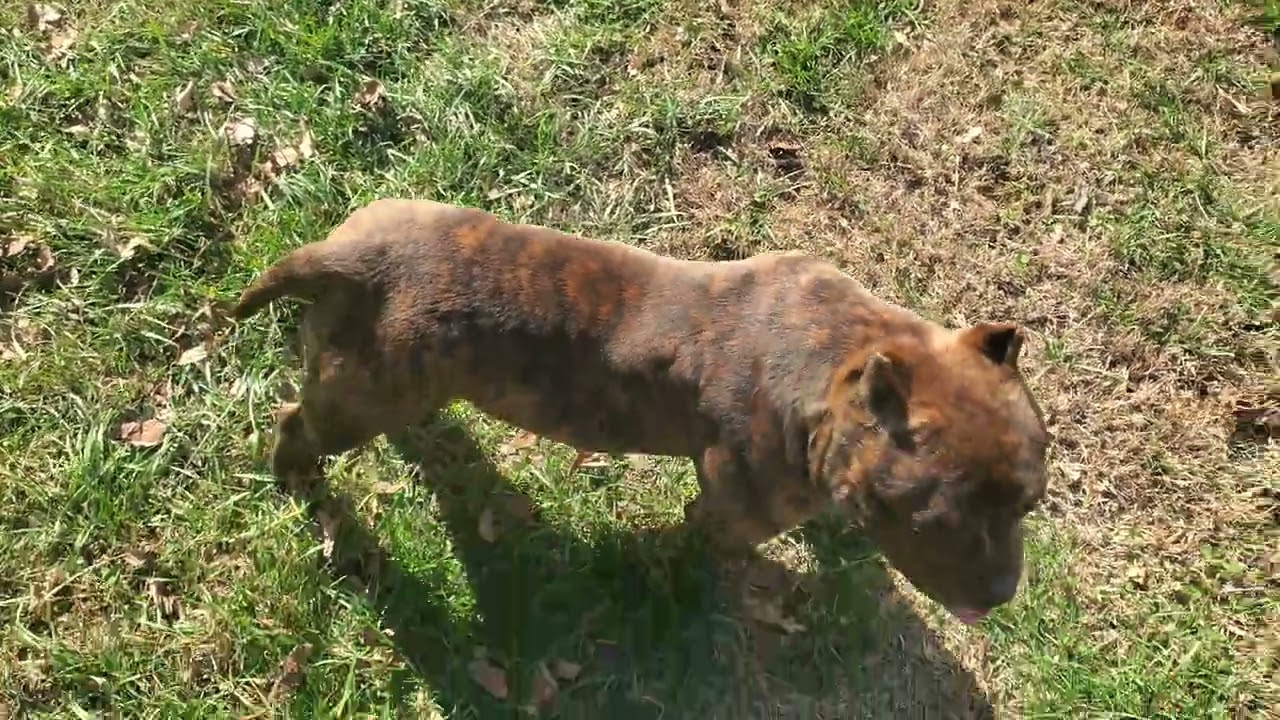 This Monster pup abkc pocket micro 6 month american bully 2x.gr.ch. chumper 2x. Gr.ch. Futuristic