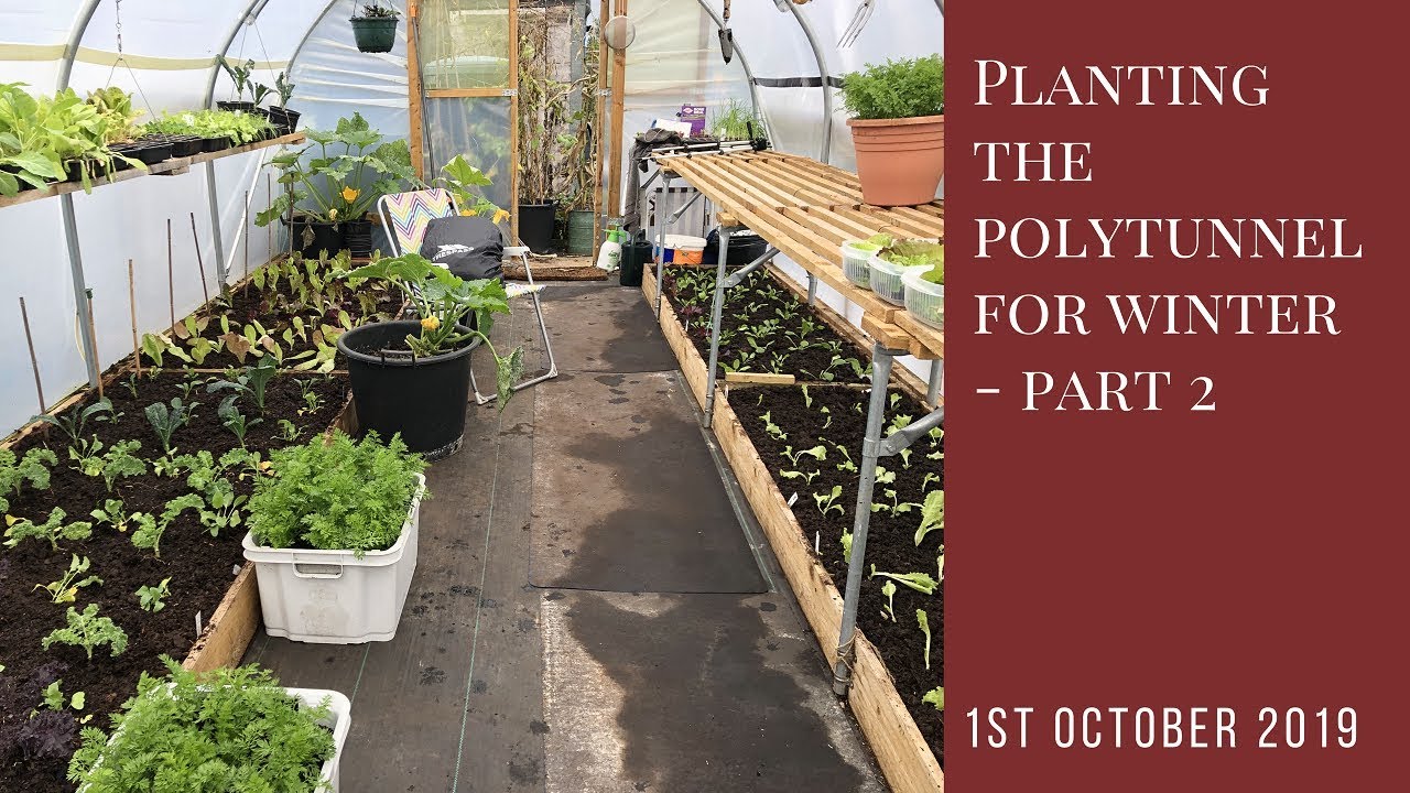 Planting the polytunnel for winter - part 2