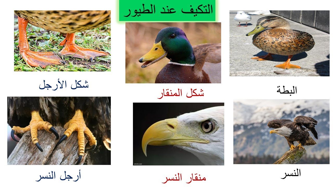 التكيف عند الطيور / علوم الصف الثالث / فهيمة ربيع