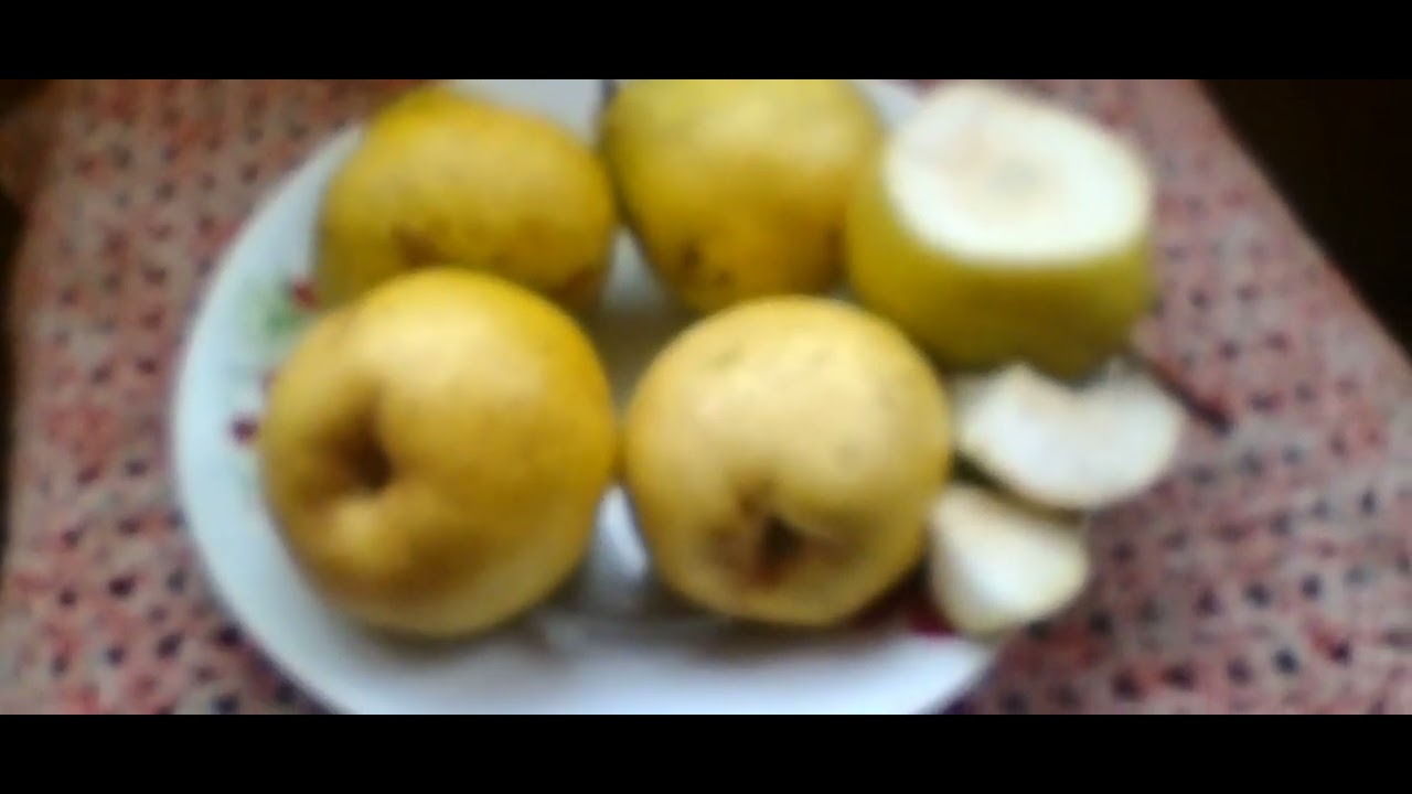 Catilac para franțuzească botezată de români 