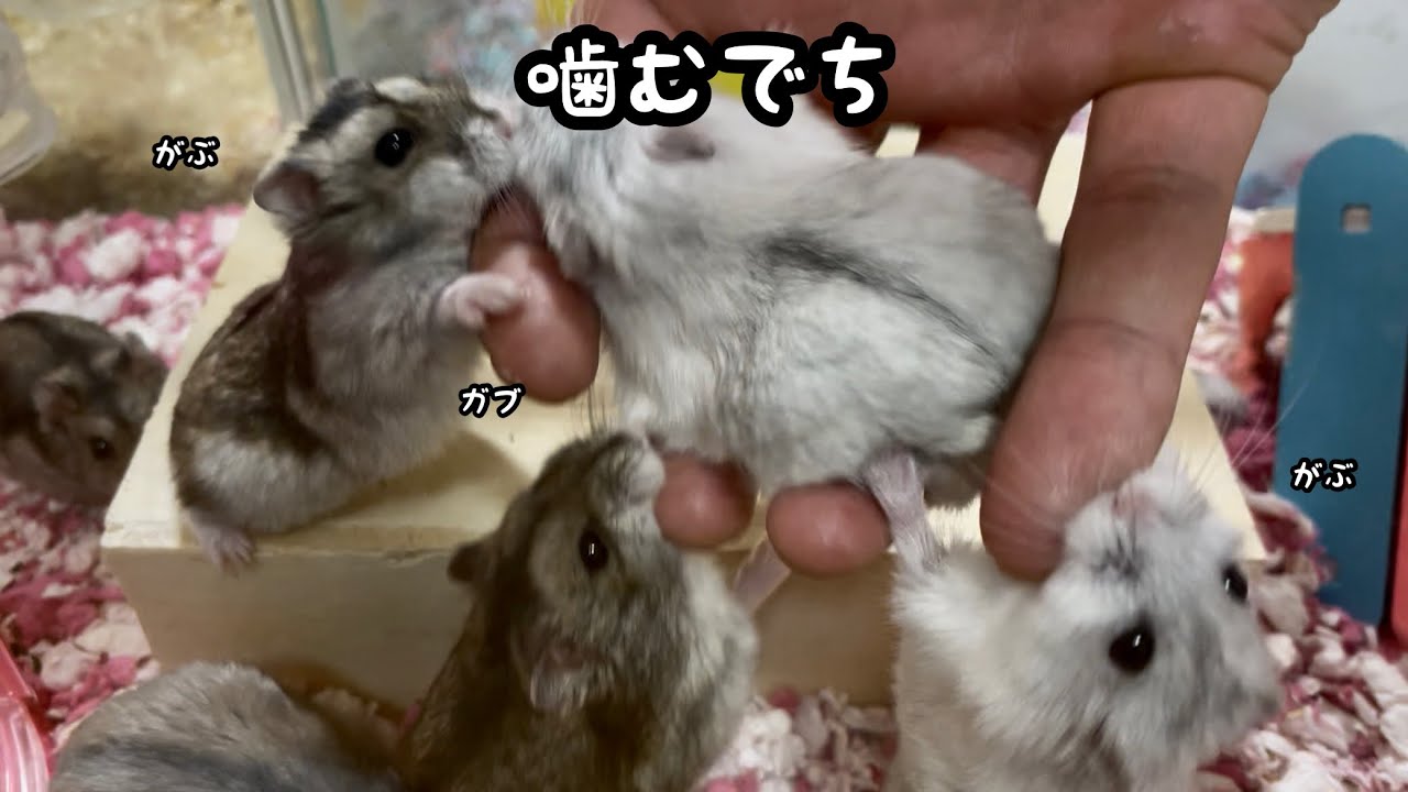 ハムスターになついてもらうために手を入れます【ジャンガリアン】