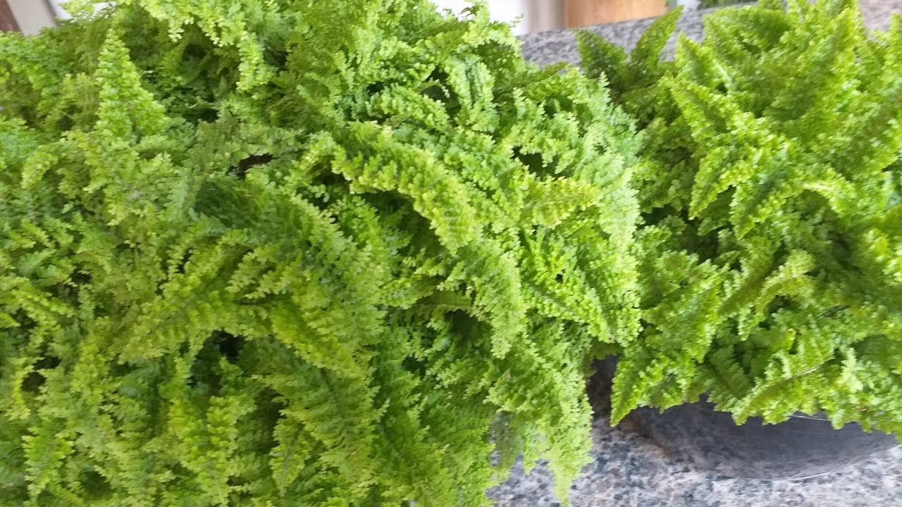Mini _ Samambaia Havaina  Plantar Novamente!!