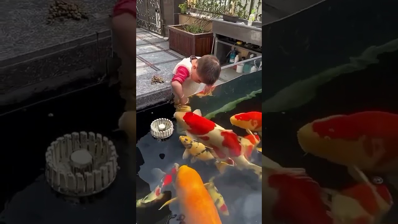 #kolam