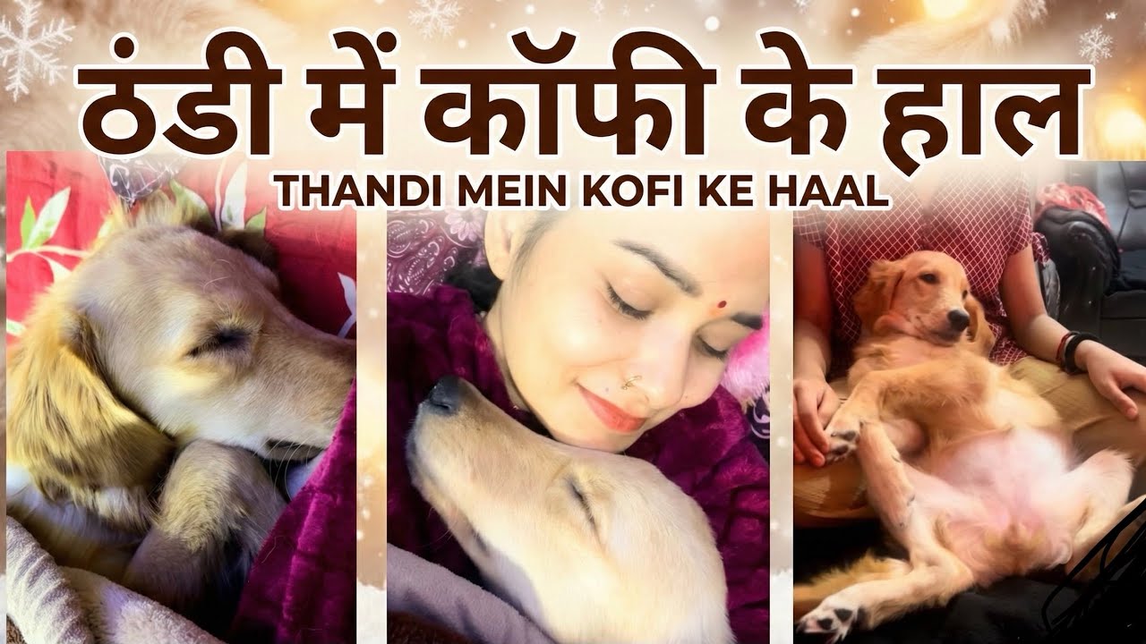 Thandi Me Kofi Ka Haal Dekho 😂 My Lazy Golden Retriever in Winter• Kofi 