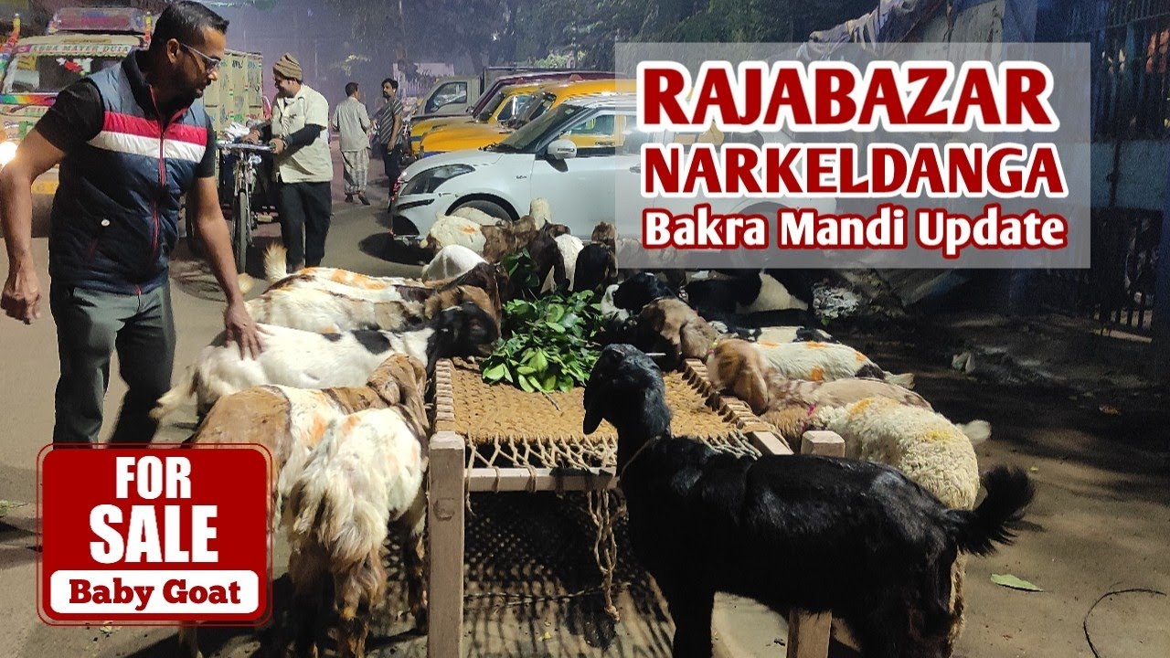 Rajabazar Narkeldanga Bakra Mandi | Beetal Totapuri Sirohi Goat Kids For Sale | Kolkata goat market