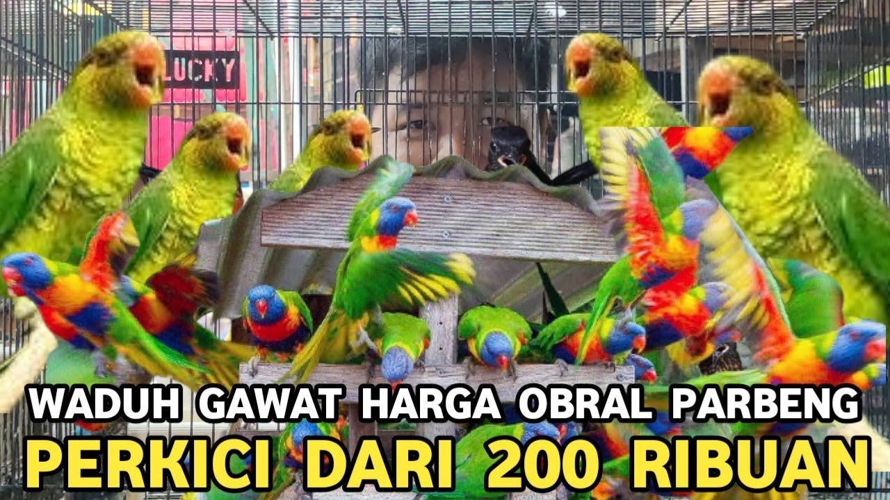 OBRAL PARUH BENGKOK || PERKICI LURIK MULAI DARI 200 RIBUAN SAJA DI PASAR BURUNG PRAMUKA 