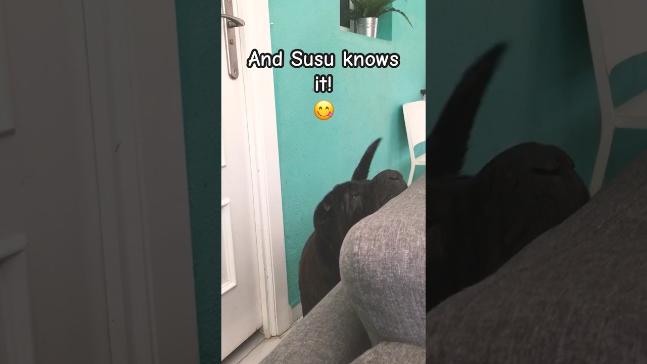 Susu the dog gets treats! 